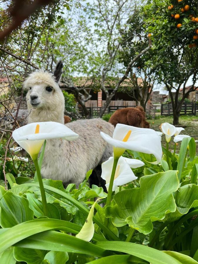 Вілла Monte Frio Alpacas Nariz Екстер'єр фото